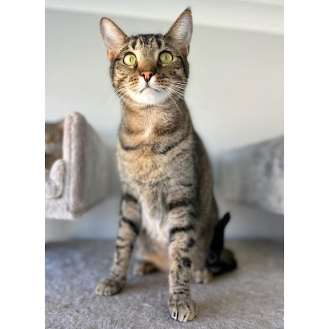 Photo of 8733   Coby