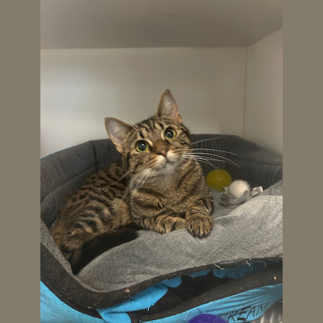 Photo of Roughnut