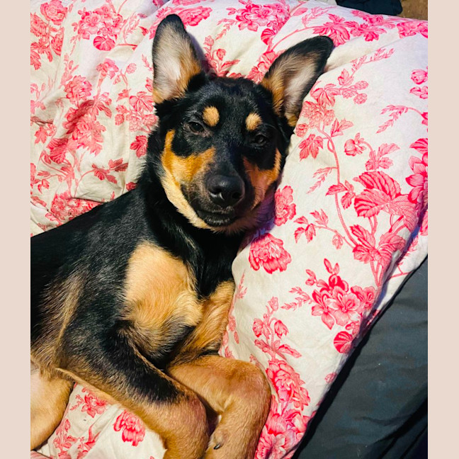Photo of Mishka