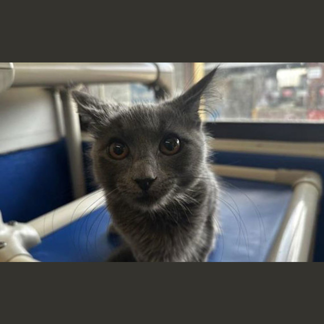 Photo of Delilah 