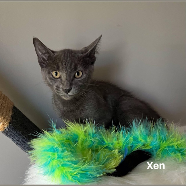 Photo of Xen