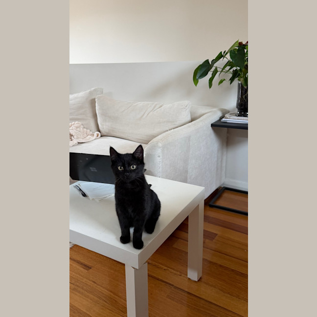 Photo of Arlo
