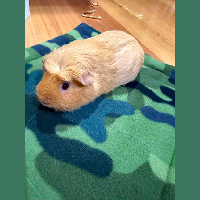 Photo of Meatball & Danish