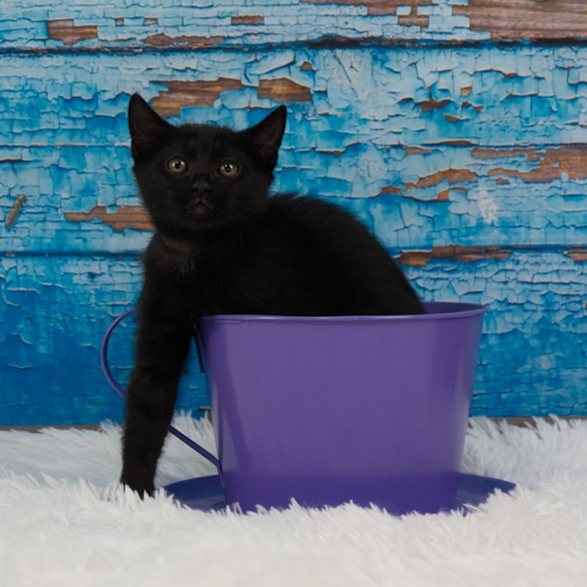 Photo of Pumpkin