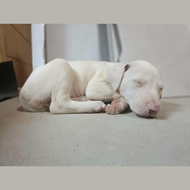 Photo of Marshmallow