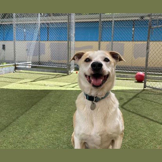 Photo of Tiki