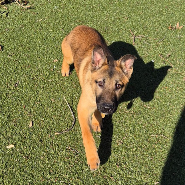 Photo of Arlo