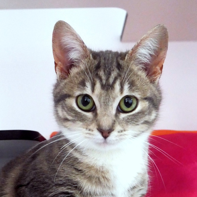 Photo of Cinnamon  Sta012879