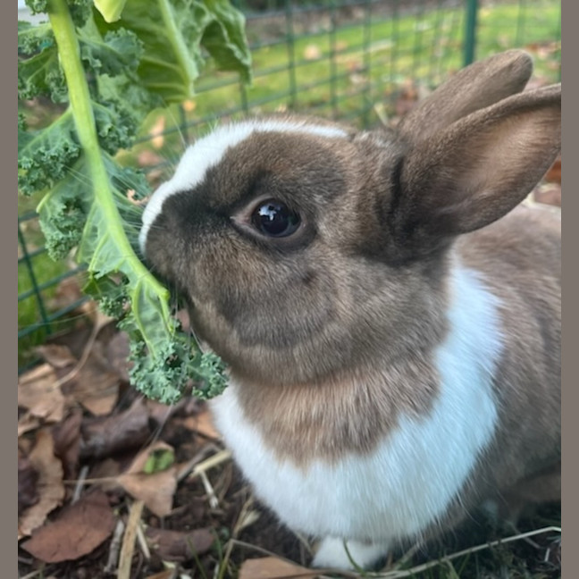 Photo of Fae