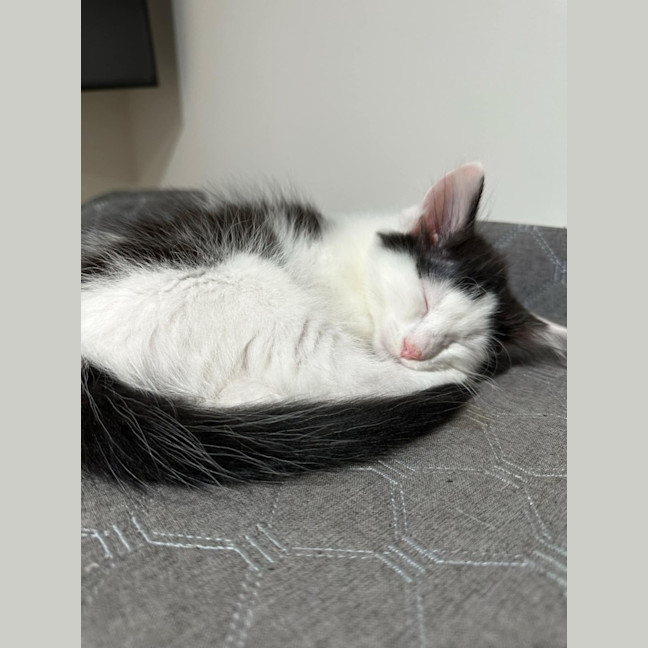 Photo of Marshmellow