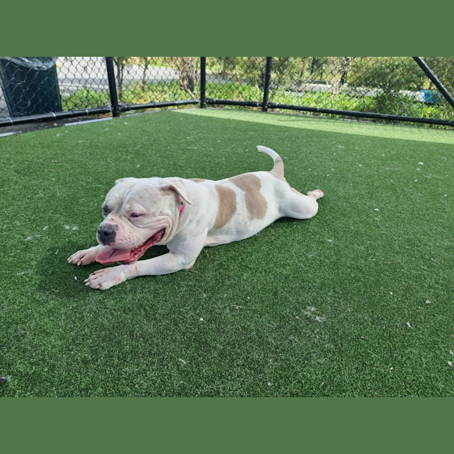 Photo of Apple Imp 2446