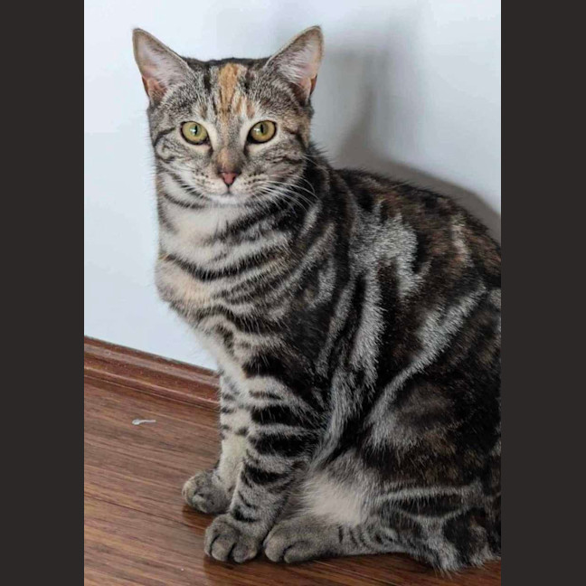 Photo of Maloo (Lulu)