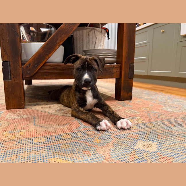 Photo of Jude 