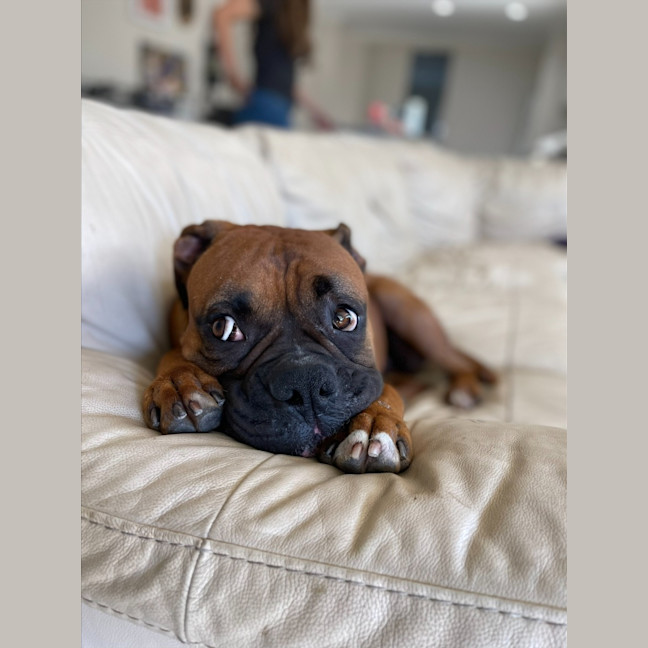 Photo of Chops