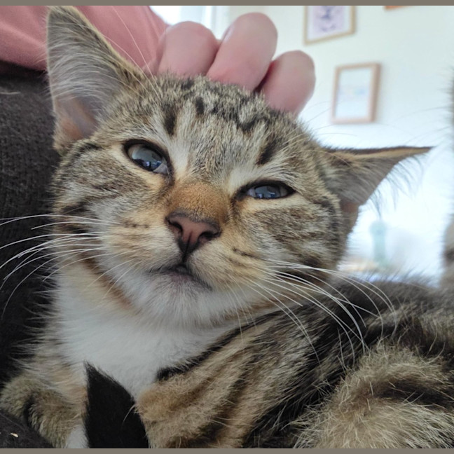 Photo of Taz