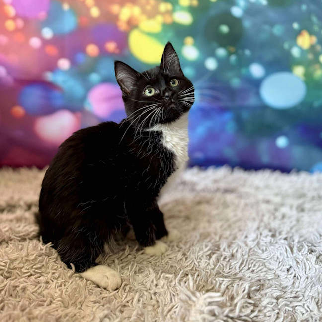 Photo of Violet   Located In East Brunswick 