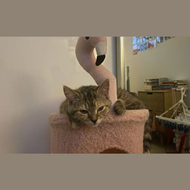 Photo of Big Sister