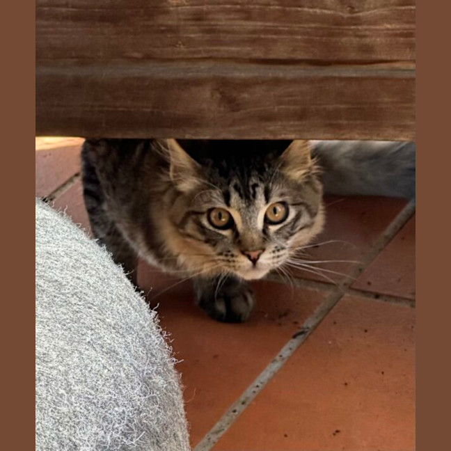Photo of Pedro