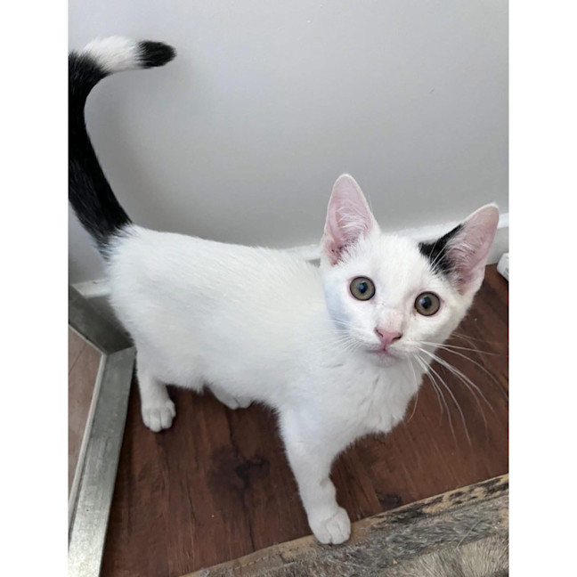 Photo of 13033   Kahu 