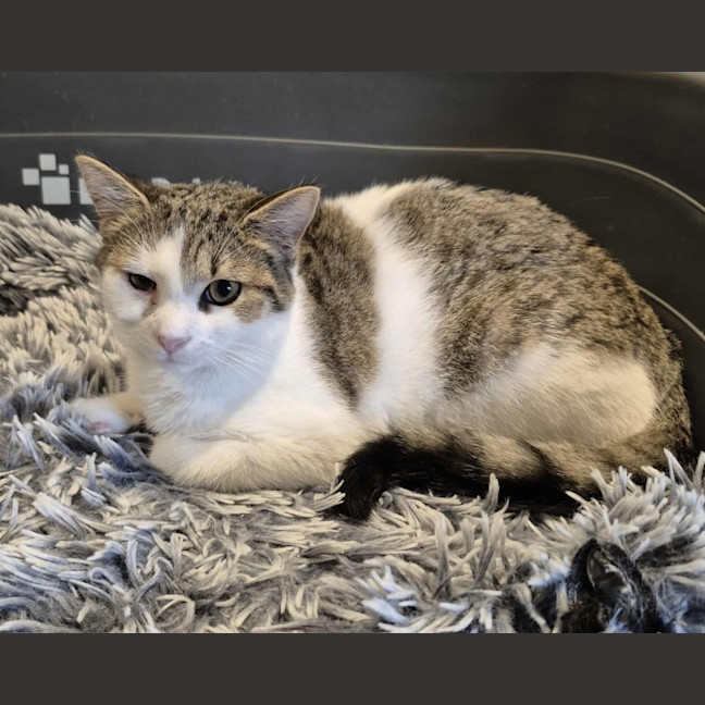 Photo of Brett **2nd Chance Cat Rescue**