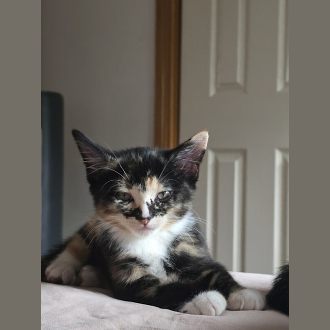 Photo of Cinnamon