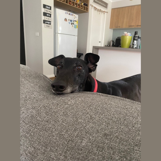 Photo of Hugo