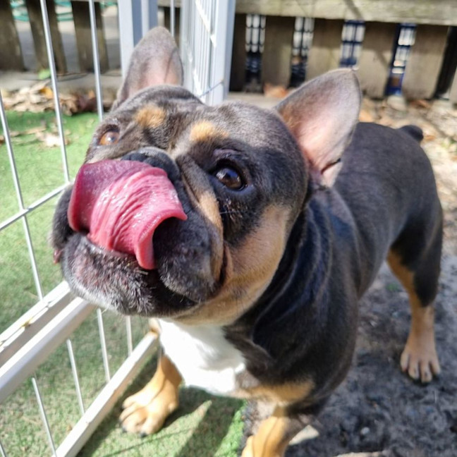 Photo of Milo
