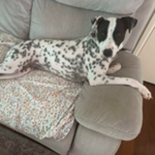 Photo of Indigo