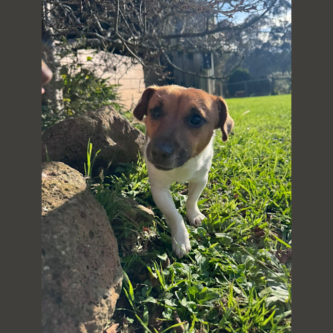 Photo of Teddy
