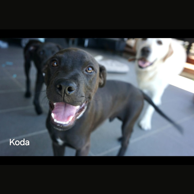Photo of Koda 