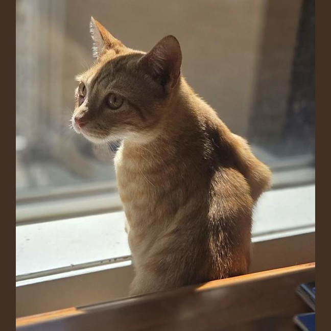 Photo of Golden