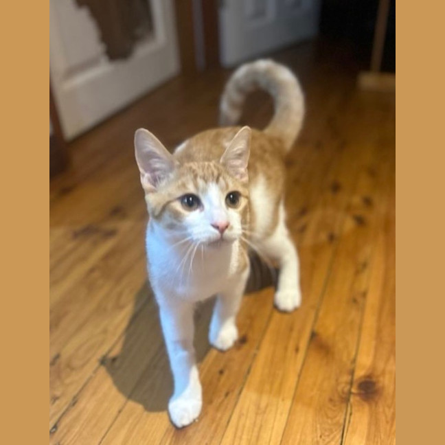 Photo of Tiger   Now At Pet Quarters Tuggerah