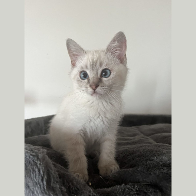 Photo of Lincoln   Available 19/11/24