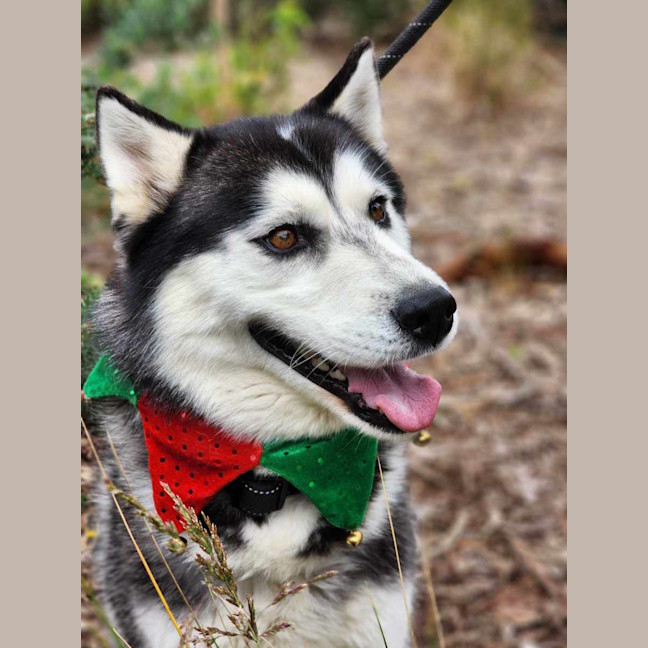 Photo of 🌪 Spiro 5596 🌪