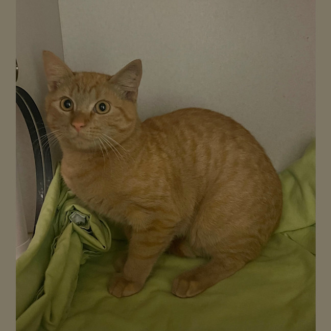 Photo of Chobi