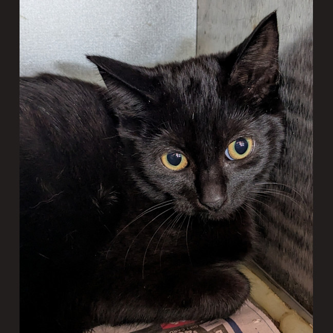 Photo of Scarface Claw