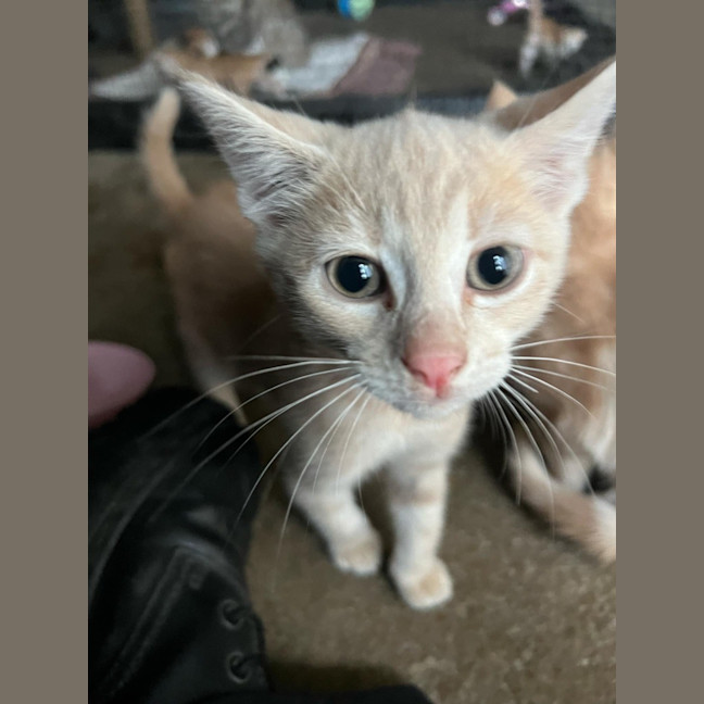 Photo of Simba