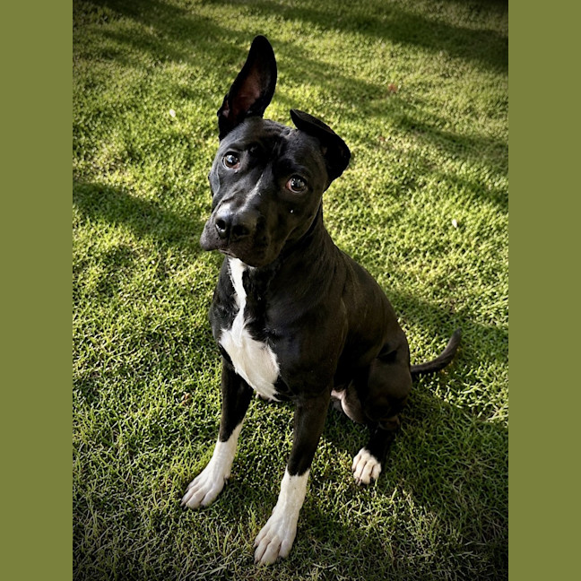 Photo of Bella
