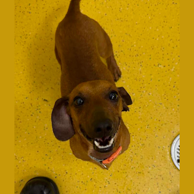 Photo of Koda