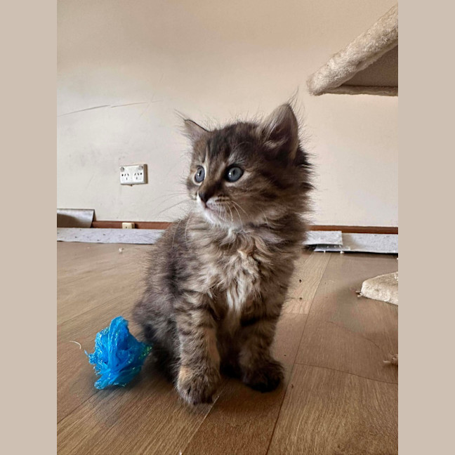 Photo of Nutmeg