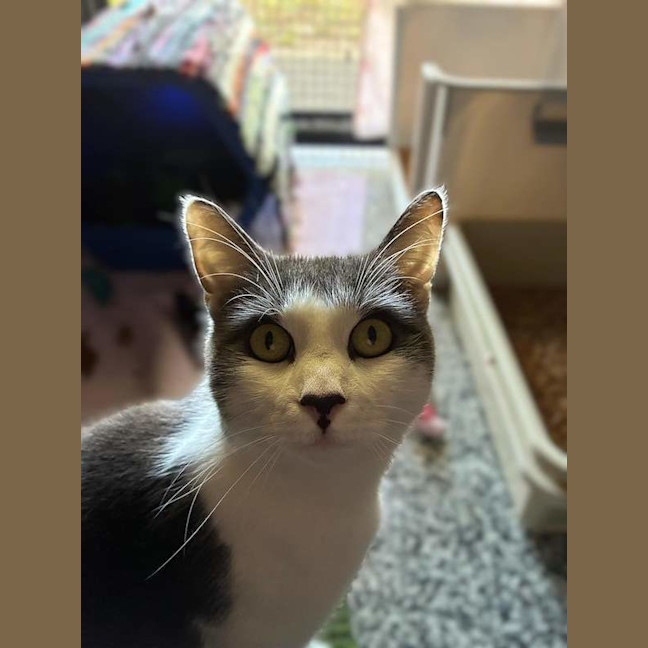 Photo of Indigo
