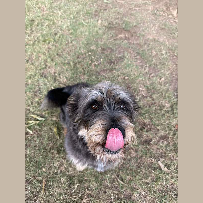 Photo of Meatball