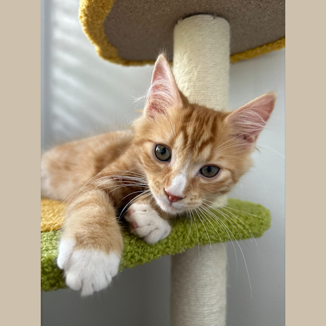 Photo of Ron Weasley (Ex Barney)