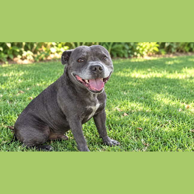 Photo of Koda