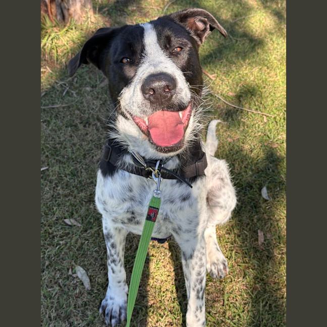 Photo of Daisy