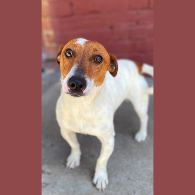 Photo of Frankie