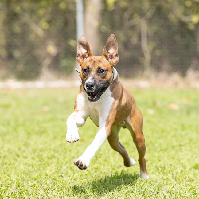 Photo of Buster