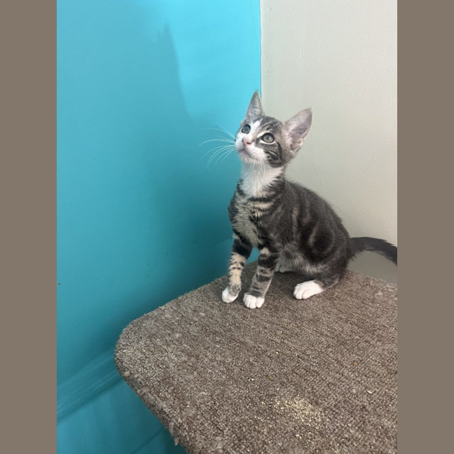 Photo of Cheeto   Now At Pet Quarters Rutherford