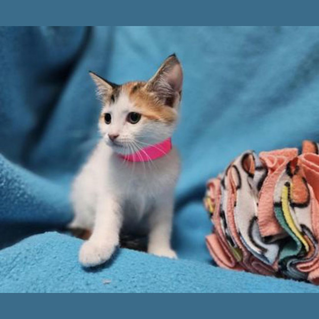 Photo of Peaches