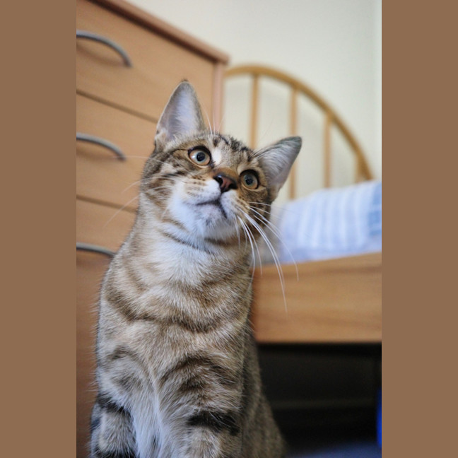 Photo of Kobe